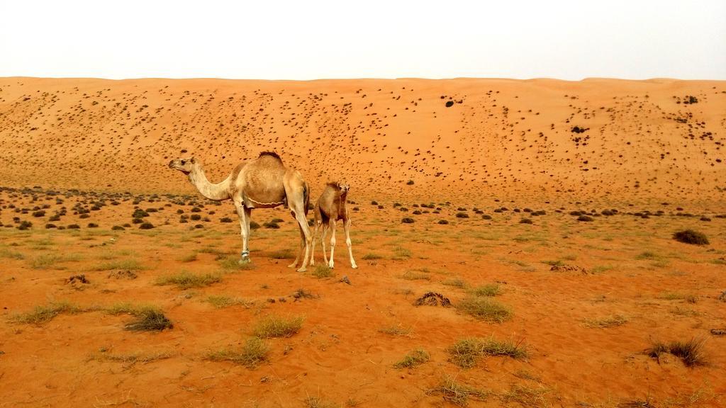 Safari Dunes Camp Ḩawīyah Exterior foto